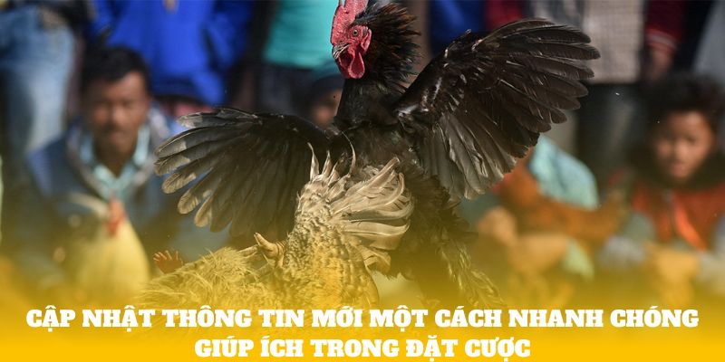 Cập nhật thông tin mới một cách nhanh chóng giúp ích trong đặt cược